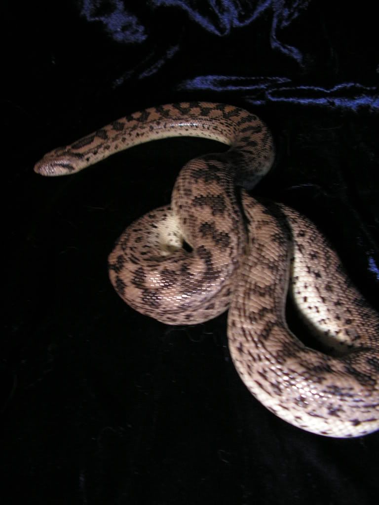 SE England Female Tartar Sand Boa Reptile Forums